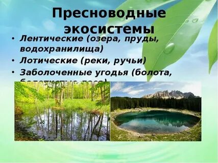 Водные экологические системы