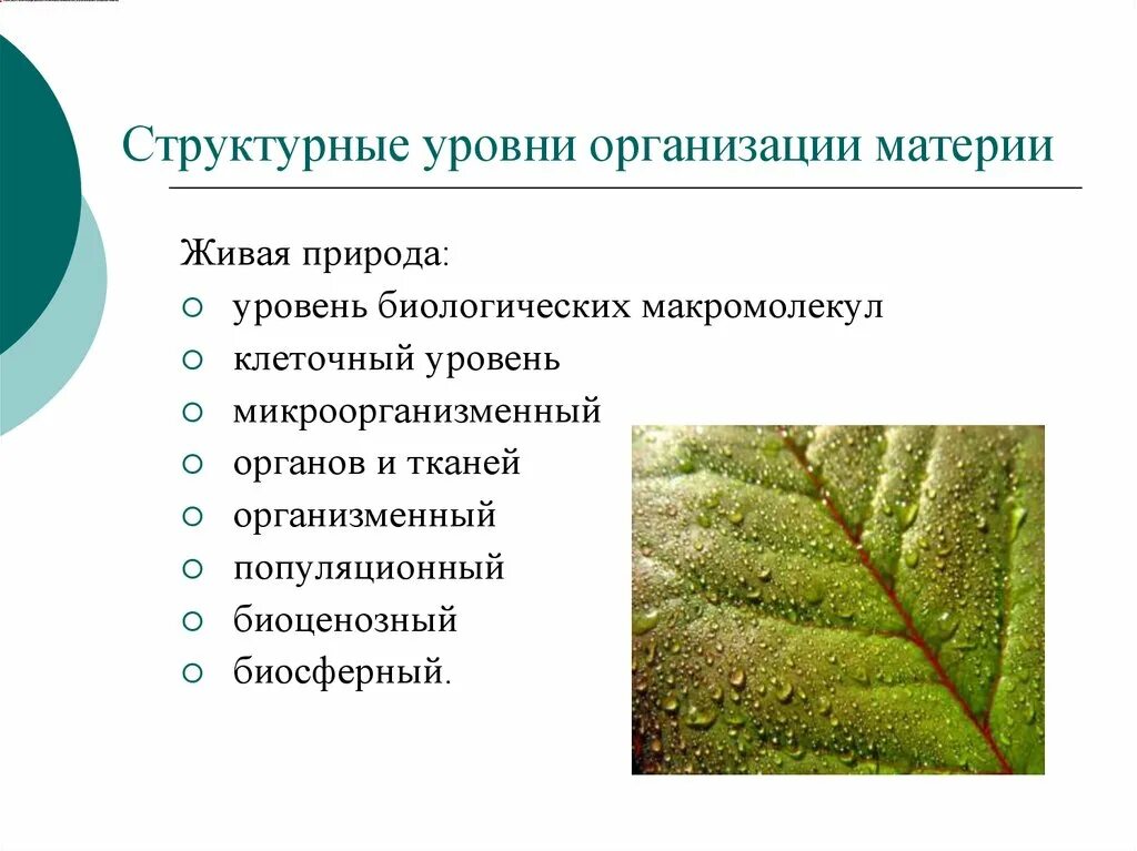Свойство пространства на уровне биологической организации. Самоорганизация в живой и неживой природе. структурные уровни живого. структурные уровни живой материи. структурные уровни организации материи в живой природе.