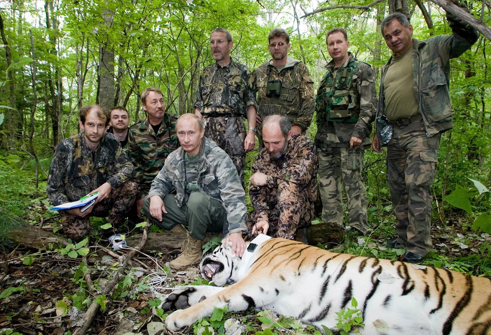 Сохранение тигров. Тигр Владимира Путина.