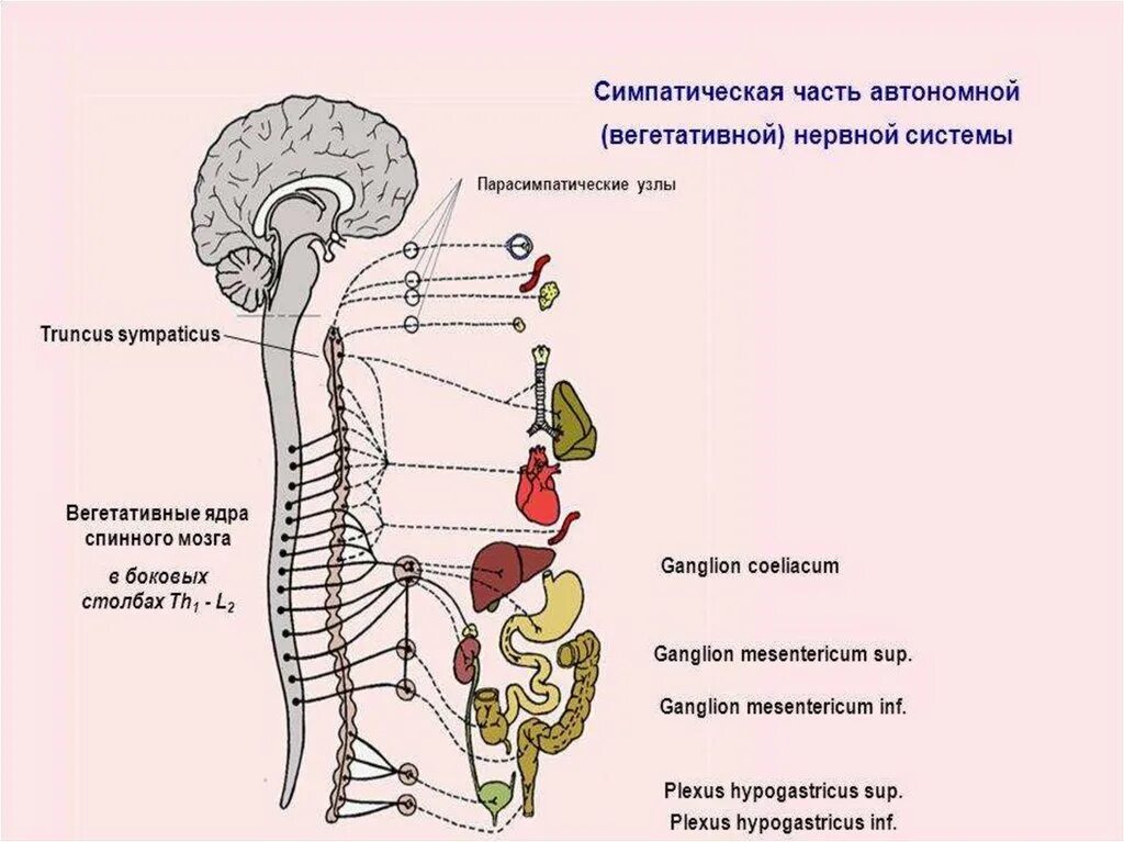 Укажите симпатические нервы. Парасимпатическая часть вегетативной нервной системы. Схема строения симпатической нервной системы. Парасимпатическая нервная система схема. Симпатическая вегетативная нервная система.