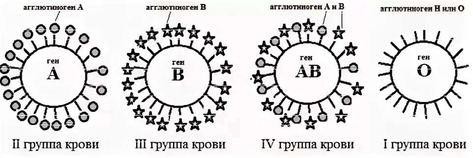 Фенотип 1 группы крови. Бомбейская группа крови задача. Эпистаз Бомбейский феномен. Фенотип группы крови. Бомбейский фенотип группы крови.