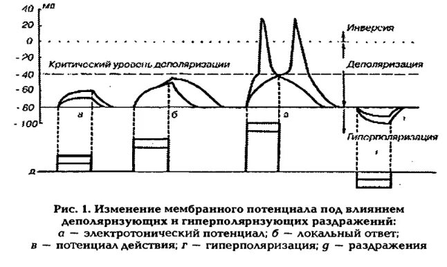 Локальный потенциал физиология. Пассивный электротонический потенциал и локальный ответ. Локальный ответ это фаза потенциала действия. График потенциала действия. Критический уровень деполяризации нервного волокна.