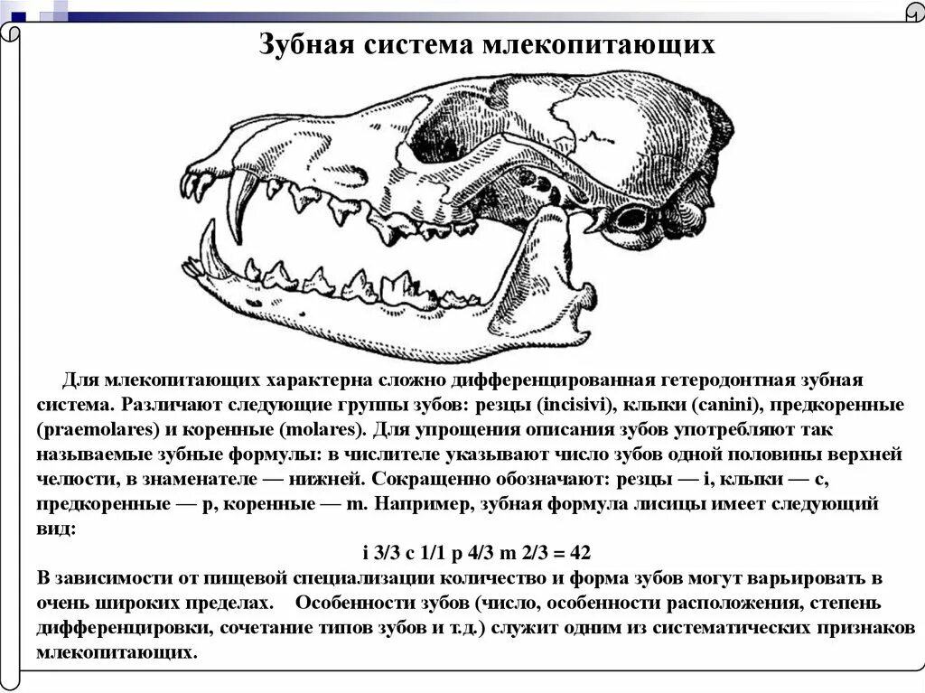 Строение зубной системы млекопитающих. Строение зубной системы по отряда млекопитающих. Строение млекопитающих 7 класс биология череп. Зубная система млекопитающих анатомия. Клыки используются для у млекопитающих