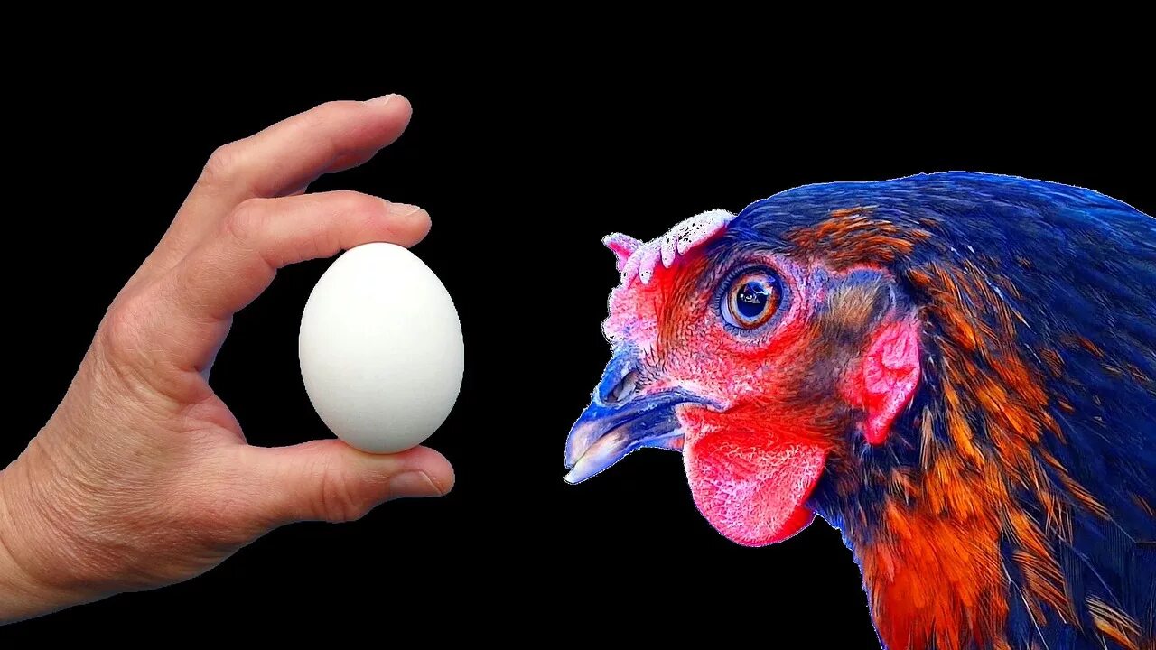 К чему снятся куру и яйца. Женщина наседка. Куриное яйцо на черном фоне. Курица с яйцами вектор. Цыпленок в яйце на черном фоне.