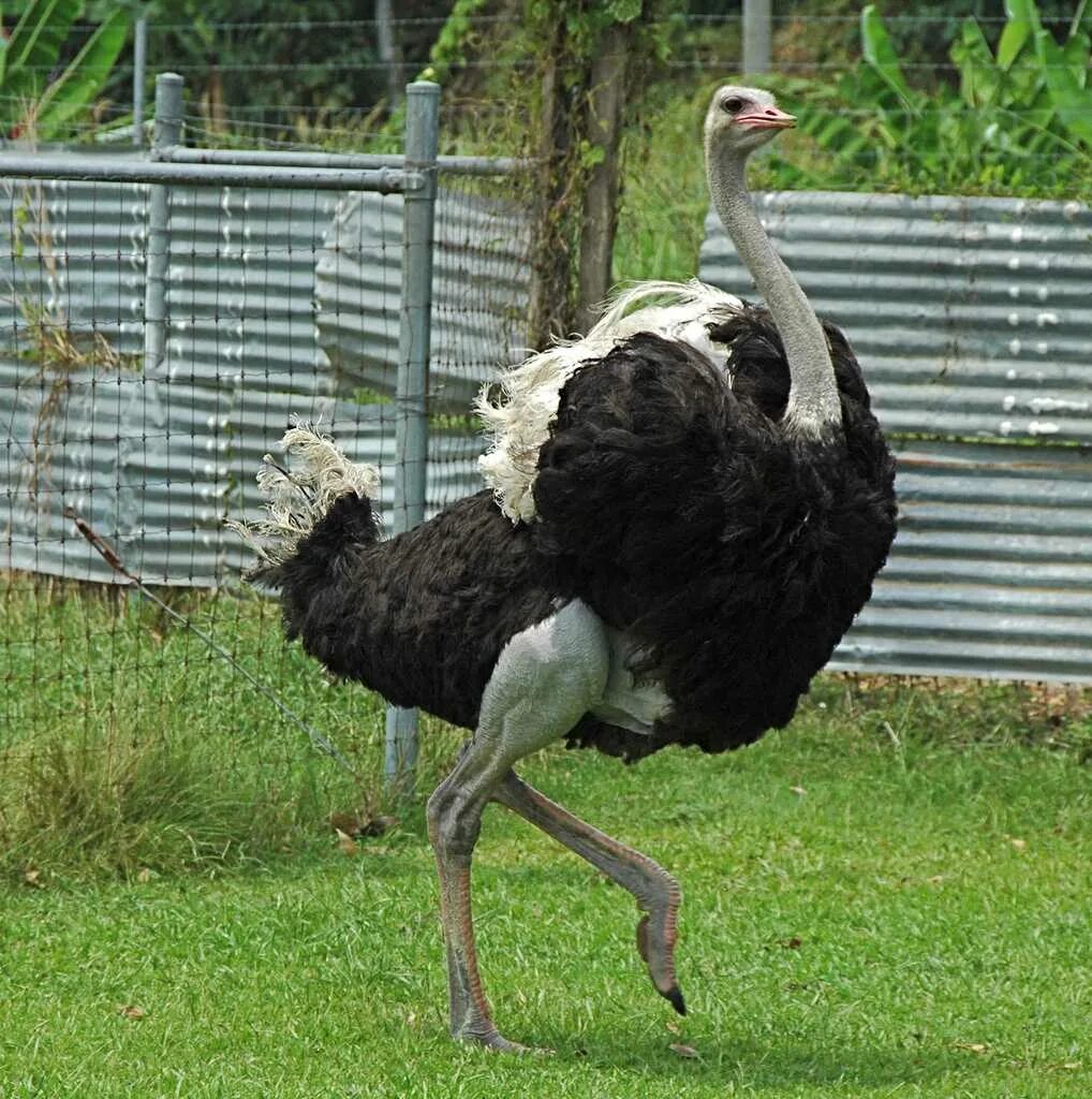 Черный африканский страус. Сколько живут страусы. Страусы домашние. Страусиная ферма севастополь терновка. Африканский страус рост.
