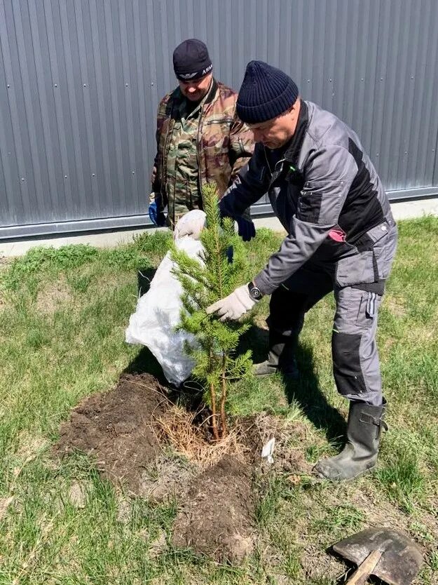 Проводник не высадил провожающее лицо. Высадка хвойных деревьев. Высаженные деревья. Хвойники весной под снегом. Весенняя обработка хвойных деревьев.