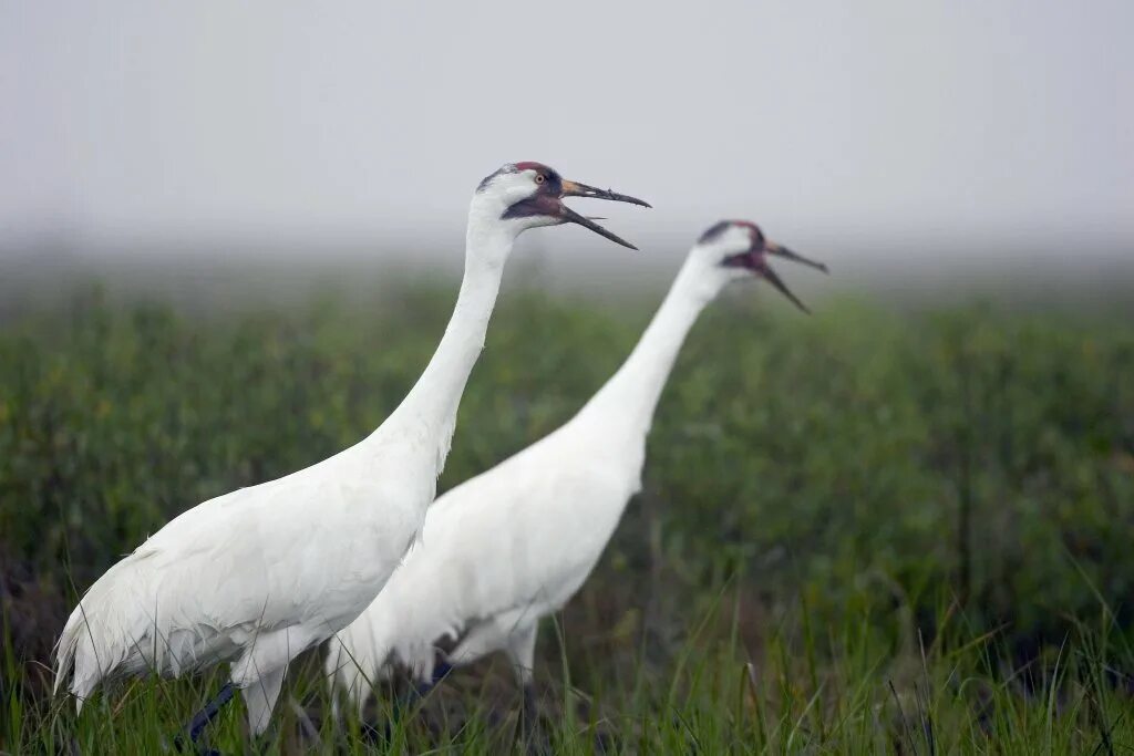 Белый журавль фото Record 8 fledged chicks for Louisiana's wild 'whoopers' WNMU-FM