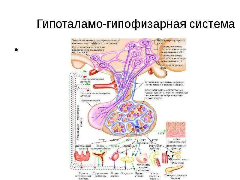 Схема строения гипоталамо гипофизарной нейросекреторной системы. Схема регуляции гипоталамо-гипофизарной системы. Гипоталамо гипофизарная система эндокринной железы. Схема связей гипоталамуса и гипофиза. Гипофиза гипоталамо гипофизарная система