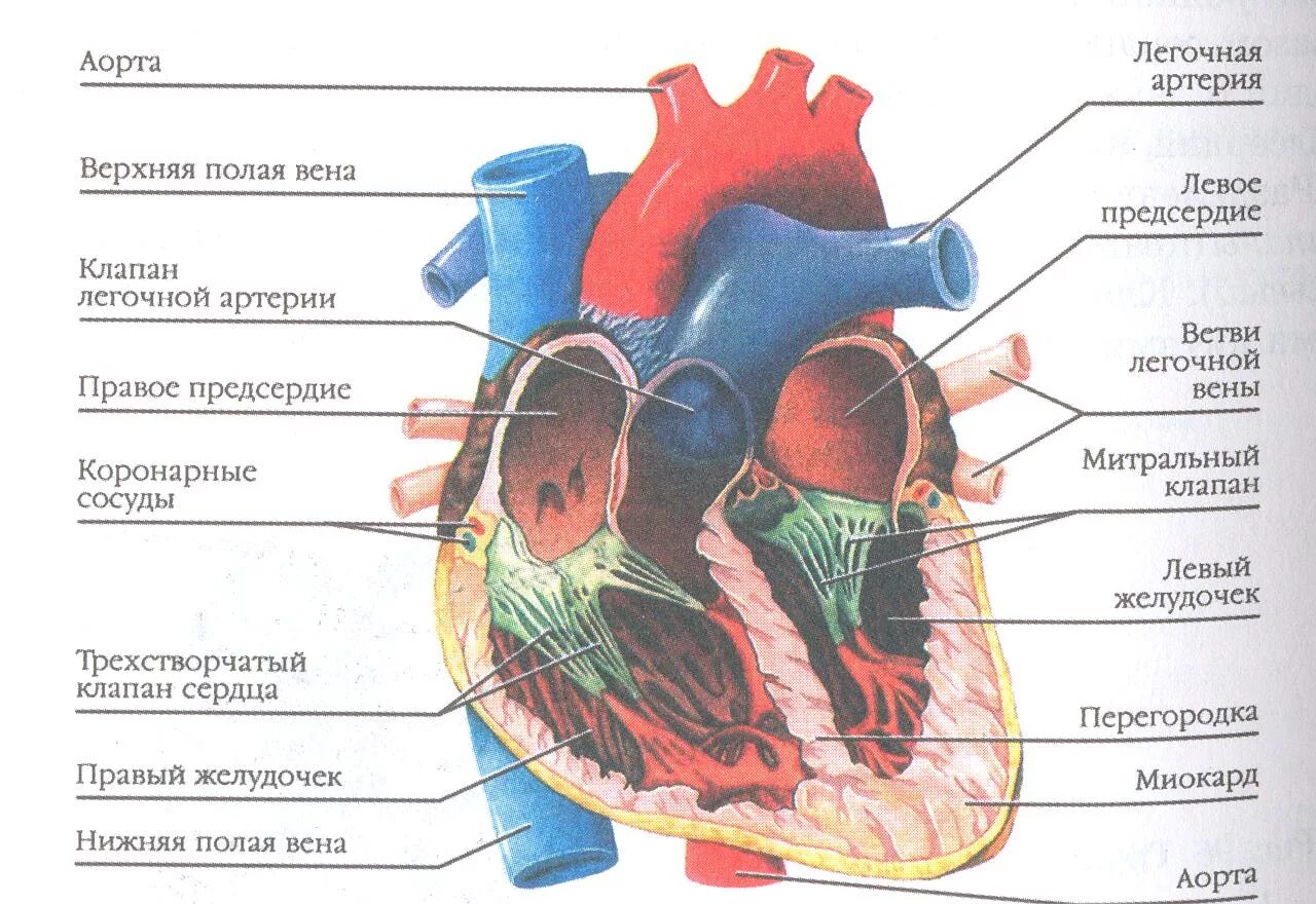 Обозначьте рисунок строение сердца. Внутреннее строение сердца схема. Строение сердца клапаны сосуды. Схема сердца человека биология 8 класс. Структуры внутреннего строения сердца.