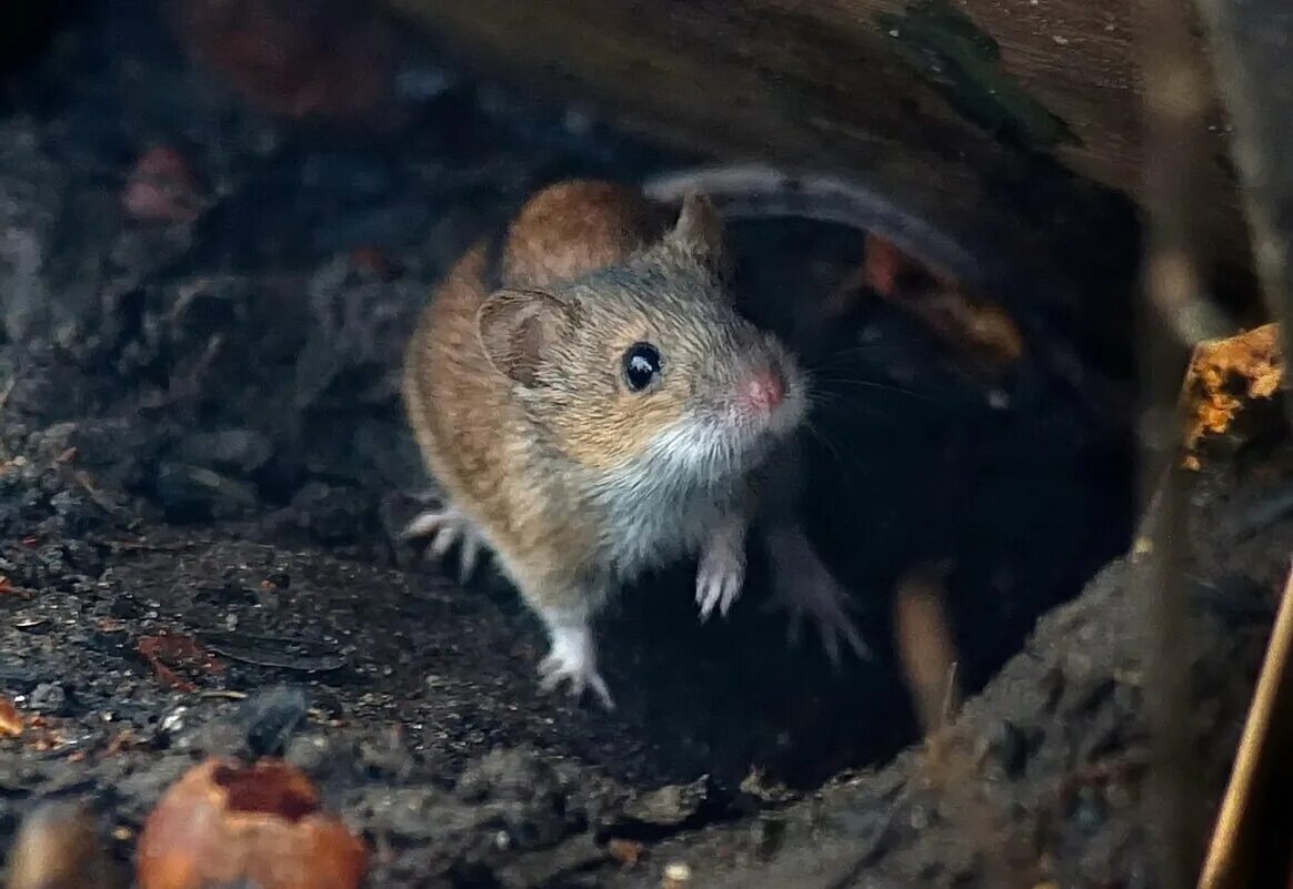 мышь домовая (mus musculus l. мышь серая обыкновенная. домовая мышь mus musculus linnaeus. мышь полевка размеры. мышь с компьютерной мышкой.