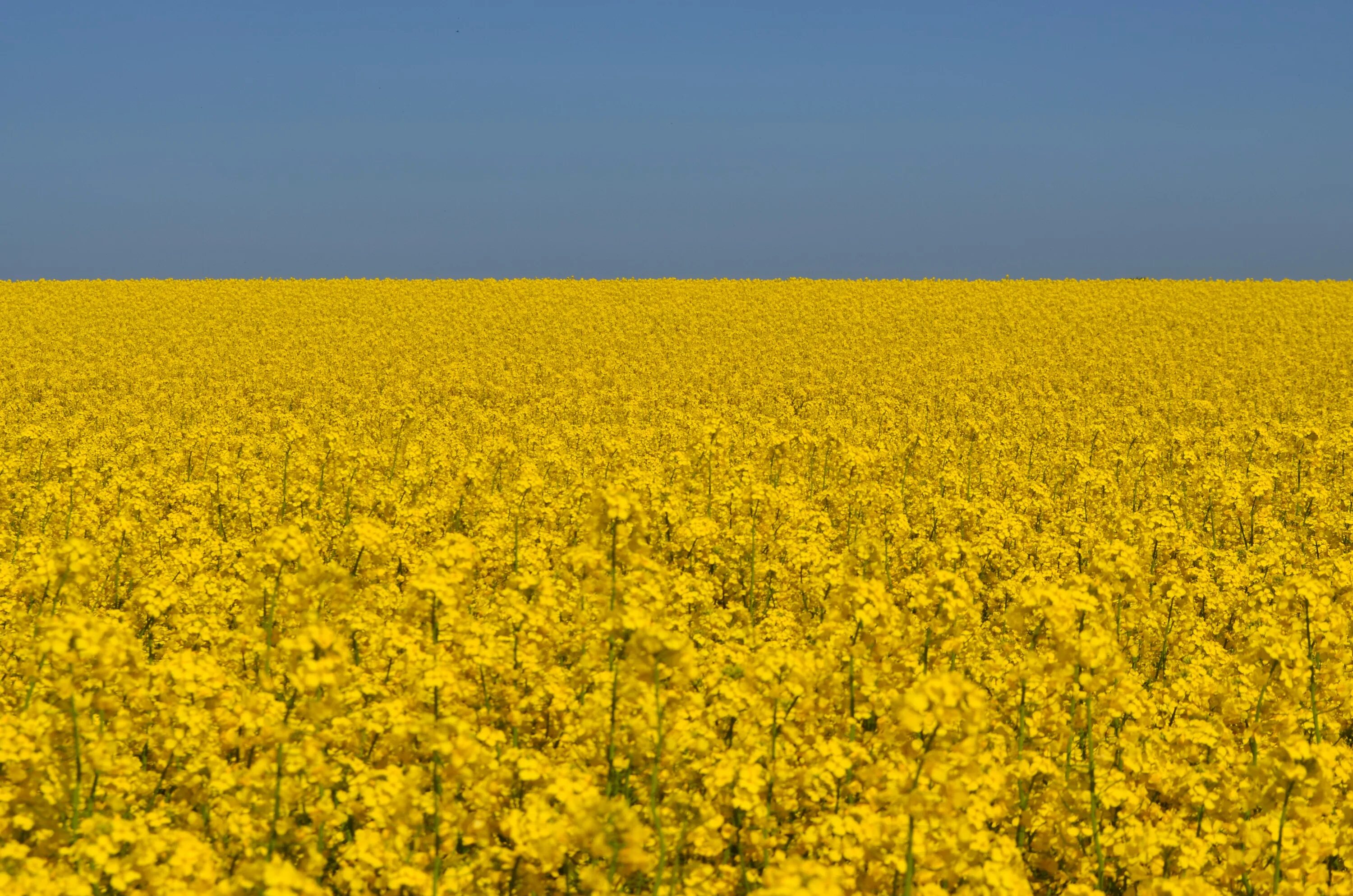 Желтое поле. Желтое поле голубое небо. Желтый пейзаж. Рапсовое поле и голубое небо. Виднелось желтое поле