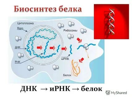Биосинтез веществ