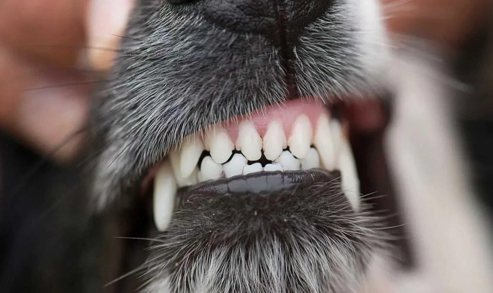Молочные зубы у животных. Стаффордширский терьер прикус. Ножницеобразный прикус у собак. Молочные зубы у животных. Ножницеобразный прикус у шпица.