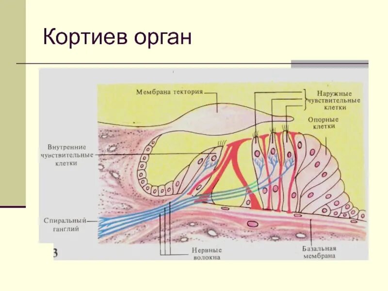Строение внутреннего уха кортиев орган. Кортиев орган и слуховой нерв. Кортиев орган строение рисунок. Рецепторы кортиева. Рецепторы кортиева.