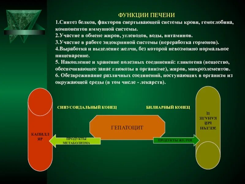 Синтез белков крови в печени. Факторы свертывания синтезируемые в печени. Факторы свертывающей системы. Синтез факторов свертывания крови в печени. Роль печени в синтезе белков крови.