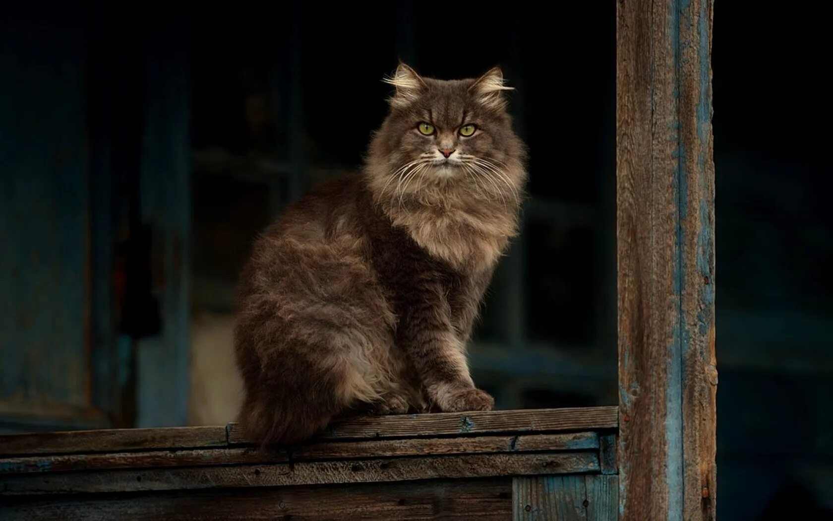 Деревенская кошка. Дворовые кошки. Деревенский полосатый кот. Кошки на крыльце. Кошки на крыльце.