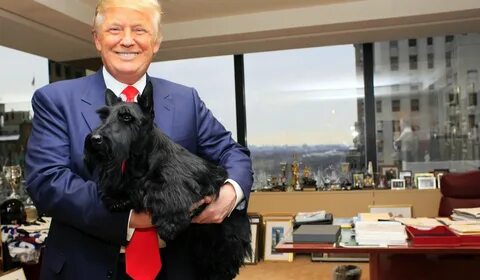 Pick the dog