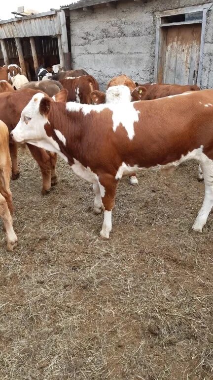 Ао барнаульское племпредприятие. 3 бычка. Телята черно-пестрой породы. Найти номер телефона для продажи бычка. Продается бычок.