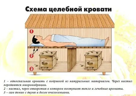 Сон на пчелах