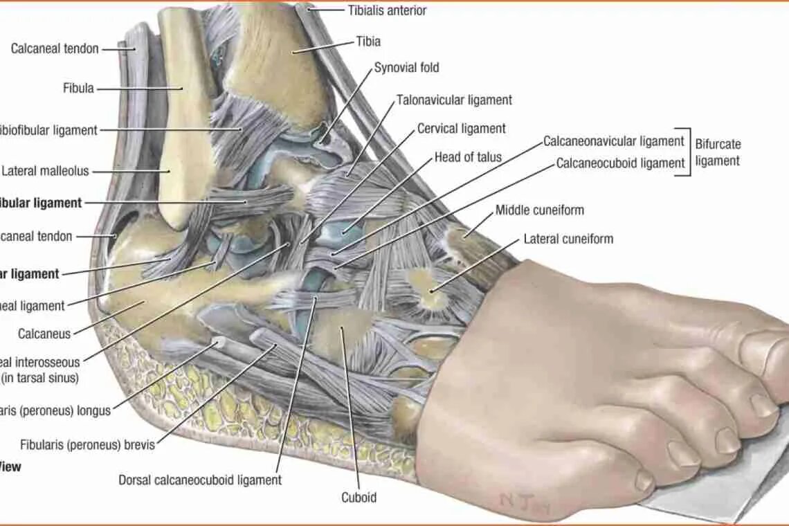 Связка называться. Строение голеностопного сустава связки. Сухожилия голеностопного сустава анатомия. Анатомия голеностопного сустава и стопы. Связки голеностопного сустава анатомия.
