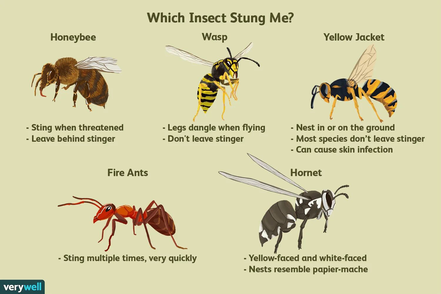 Wasp на русском. Yellowjackets насекомые. виды жалящих насекомых. yellow jacket насекомое. wasp insect.