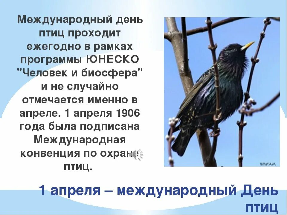 Птица история. 1апреля можду народный день птич. День птиц. Междунаррдныйдень птиц. Международный день птиц.