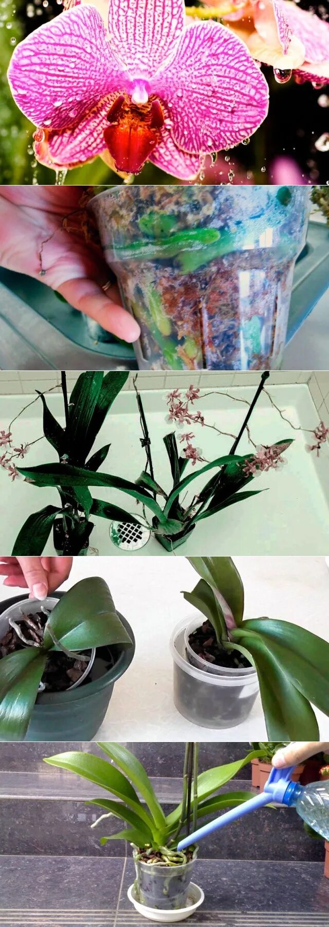 Полив орхидей в домашних условиях весной. Орхидея фаленопсис полив. Древесная Лилия фаленопсис. Фаленопсис польский полив. Полив орхидей в домашних.