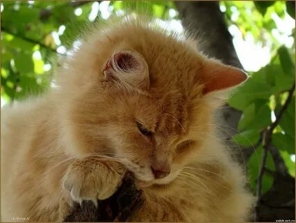 Персик животное