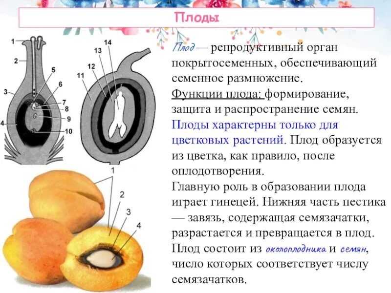 Орган растения семя функции. Строение плода покрытосеменных растений. строение плода егэ. плод орган размножения цветковых растений. функции плода у растений.