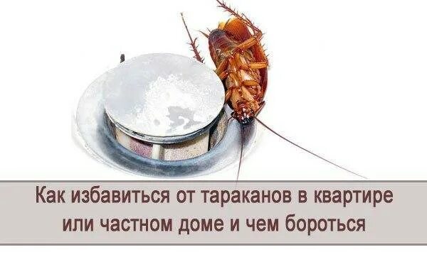 Как избавиться от тараканов в доме навсегда. Избавиться от тараканов в квартире навсегда. как избавиться от тараканов в квартире раз. как избавиться от тараканов в квартире навсегда.
