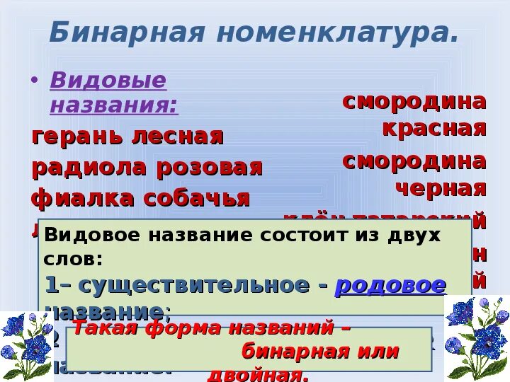 Видовое название человека. Бинарная номенклатура это в биологии. Бинарные названия растений. Бинарные названия видов животных.