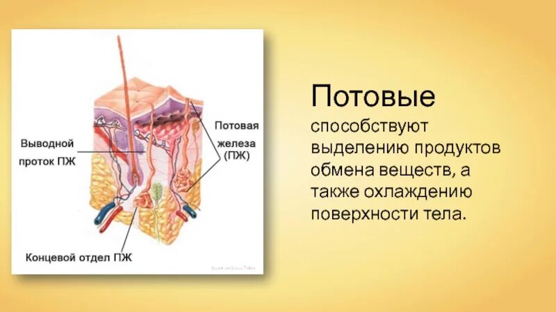 Кожные железы млекопитающих сальные ?. Строение кожи потовая железа. Проток потовой железы в эпидермисе. Типы желез в коже млекопитающих и их функции.. Какие функции потовых и сальных желез