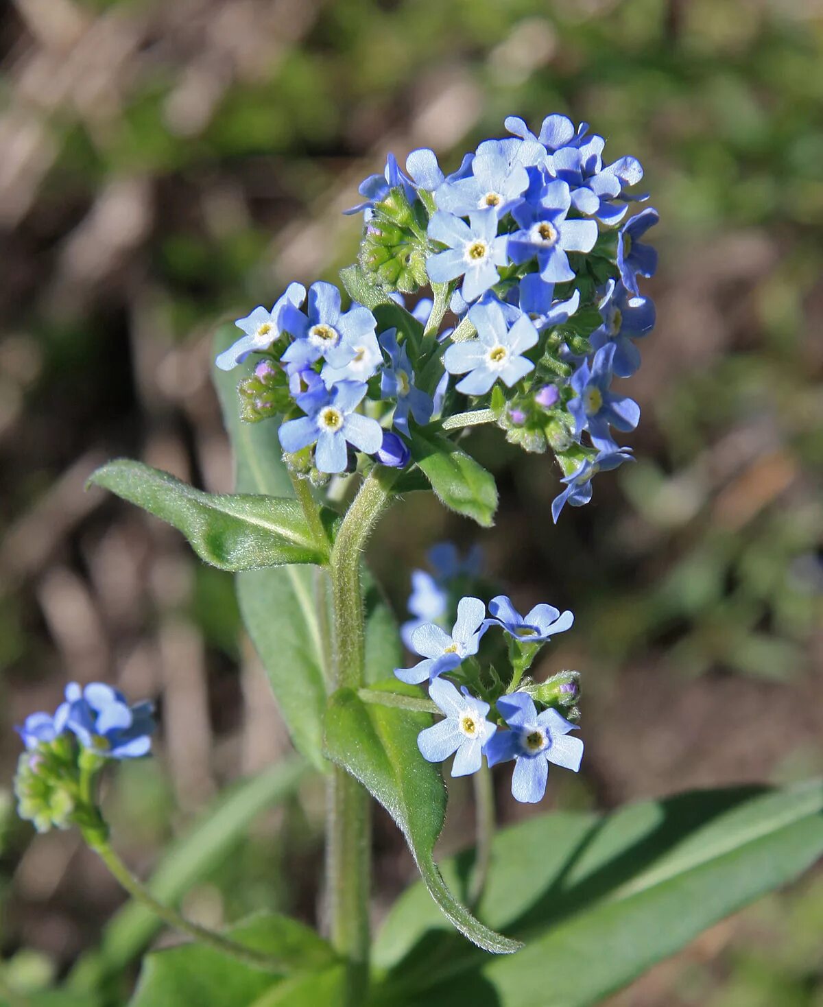 Anchusa azurea dropmore. Анхуза незабудка лесная. Бурачниковые. Анхуза лазоревая. Семейство бурачниковые (boraginaceae).