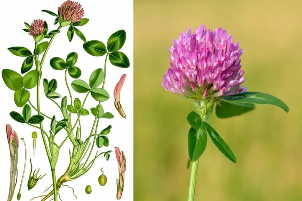 Клевер покрытосеменной. Клевер Луговой Trifolium praténse. Клевер Луговой - Trifolium pratense l. Клевер Луговой ЛРС. Клевер Луговой мезофит.