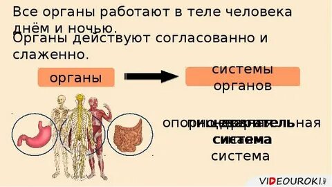 Общий обзор организма 8 класс презентация