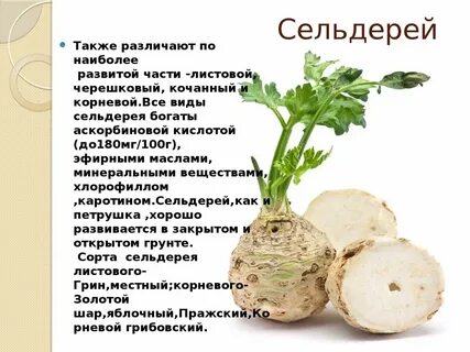 Польза пастернака для организма