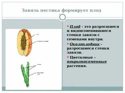 Плоды образуются у растений отдела