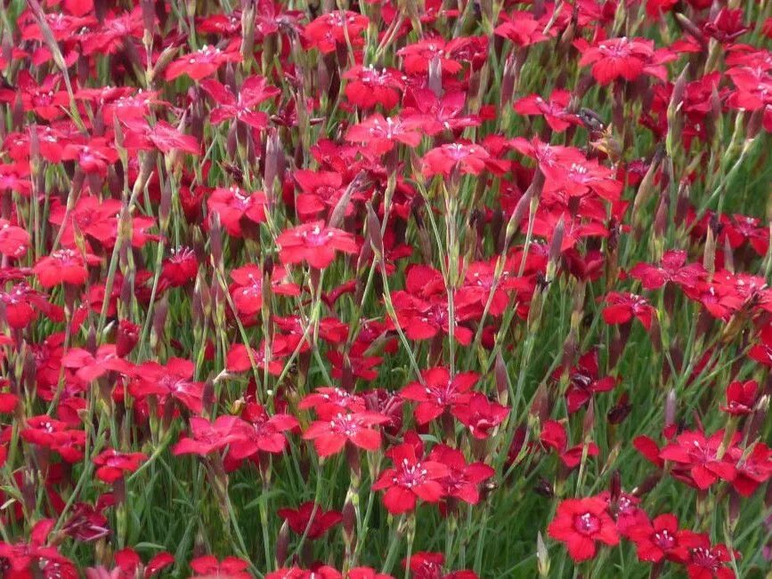 Гвоздика саженец. Dianthus deltoides Brilliant. Dianthus deltoides Brilliant Red. Dianthus deltoides ‘Brilliant Red’ семена.