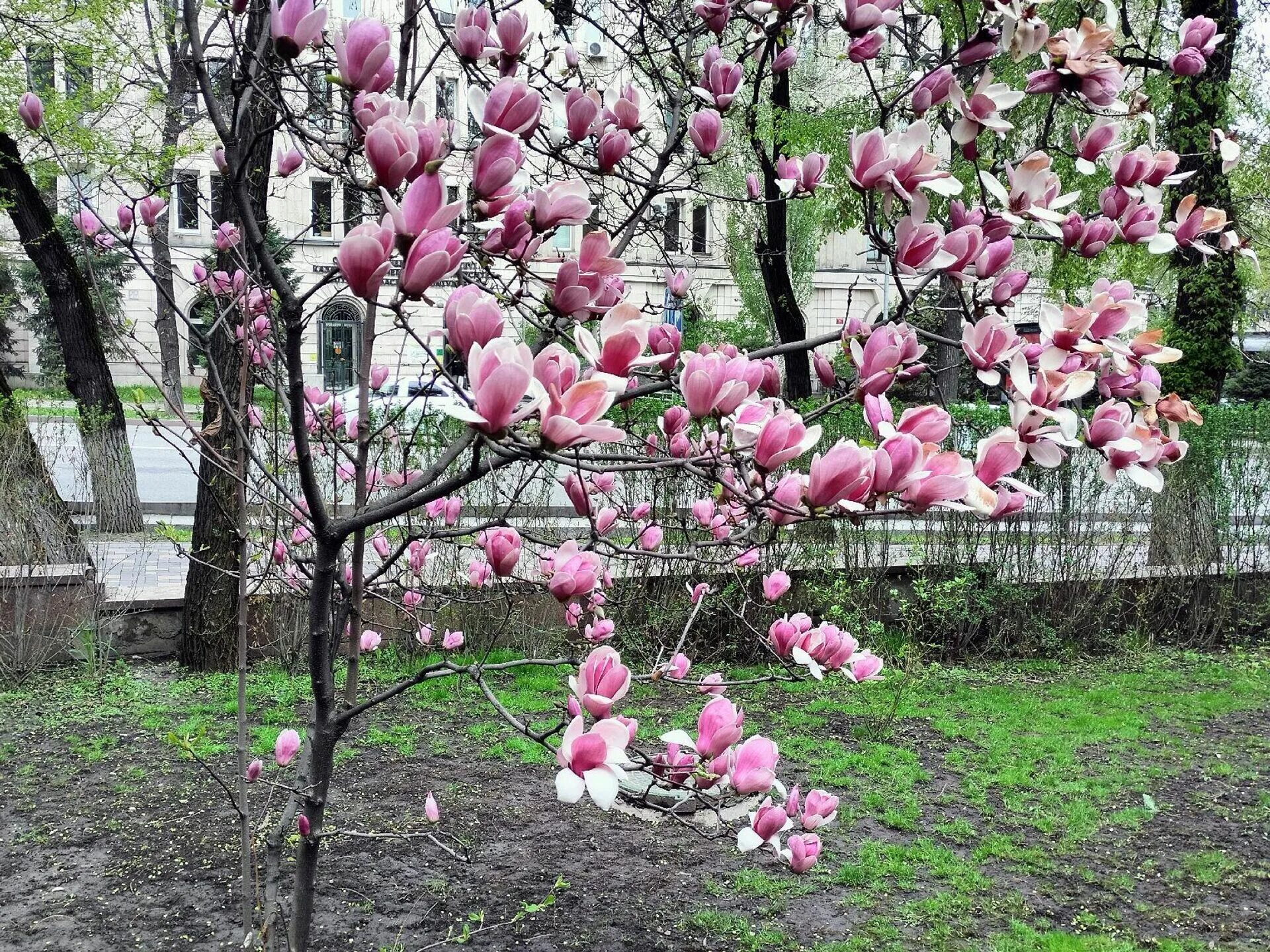 Магнолия. Весеннее чудо. Алматы в апреле. Весеннее чудо 91. Погода в алматы в апреле 2024