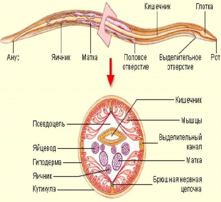 Кутикула аскариды. Внешнее строение круглых червей. червь аскарида строение. строение круглых червей аскарида. схема внутреннего строения аскариды.