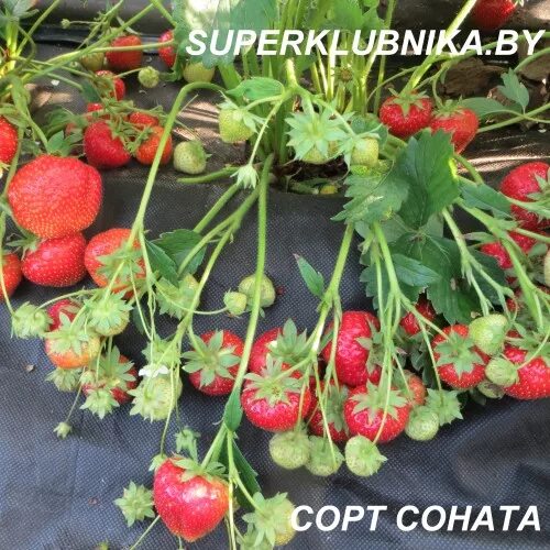 Саженцы Земляника Соната (Fragaria Sonata) купить в Москве по низкой цене из пит