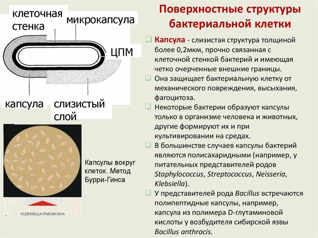 Мембрана придает клетке жесткую форму