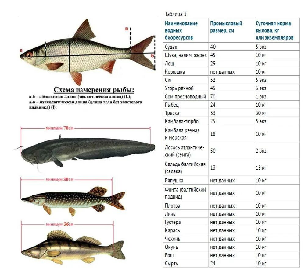 Сколько можно ловить рыбы. Размер судака разрешенный к вылову. Таблица размеров рыбы разрешённых к вылову. Таблица нормы вылова рыбы. Норма и Размеры ловли рыбы.