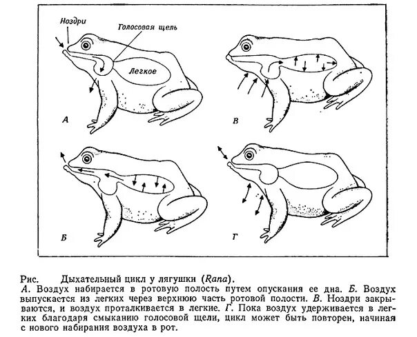 Дыхательная система для земноводных лягушек. Строение дыхательной системы лягушки. Земноводные строение дыхательной системы. Дыхательная система лягушки схема. Функции дыхания у взрослых земноводных