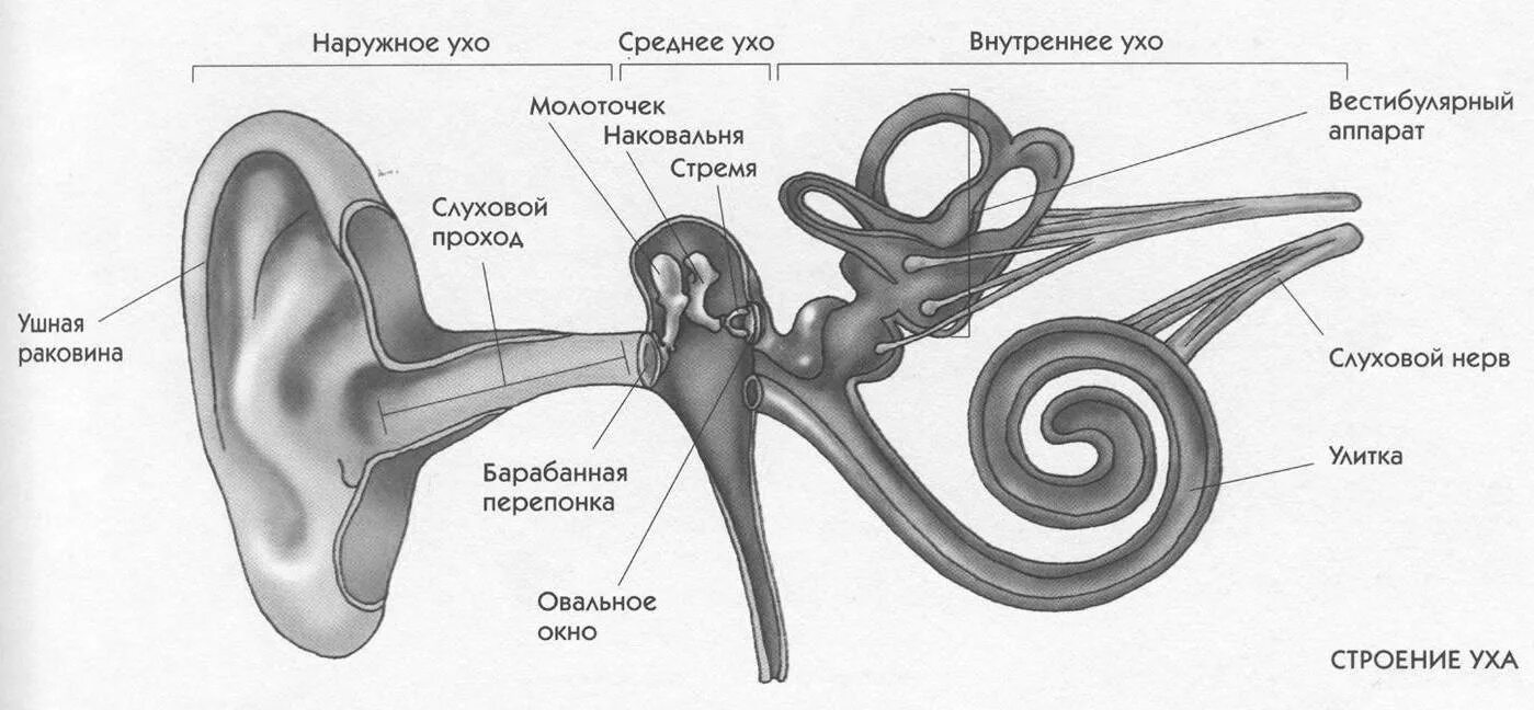 Строение слухового анализатора рисунок. Строение слухового анализатора анатомия. Строение слухового анализатора человека анатомия. Строение среднего и внутреннего уха.