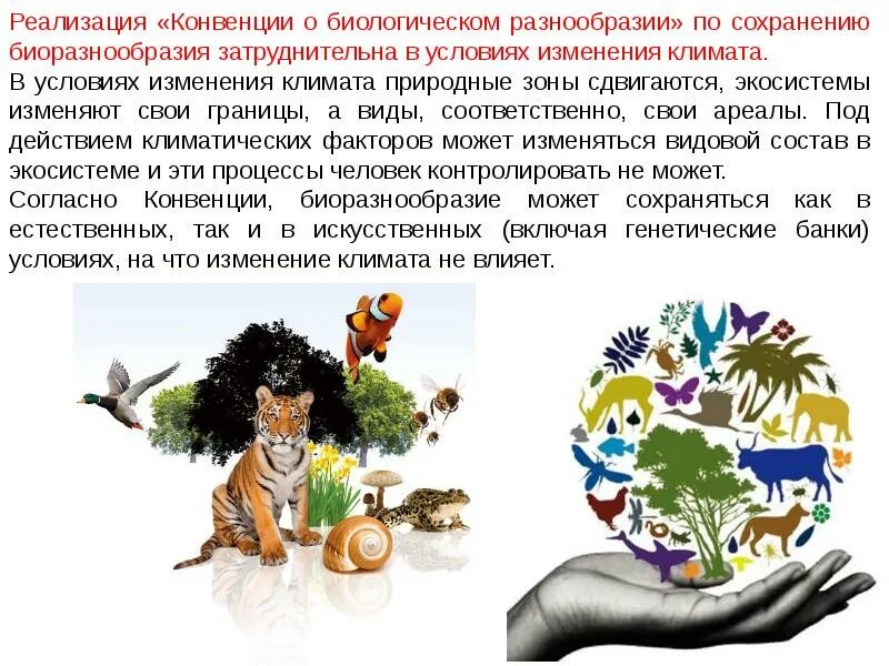 Как биологическое разнообразие зависит от природных условий