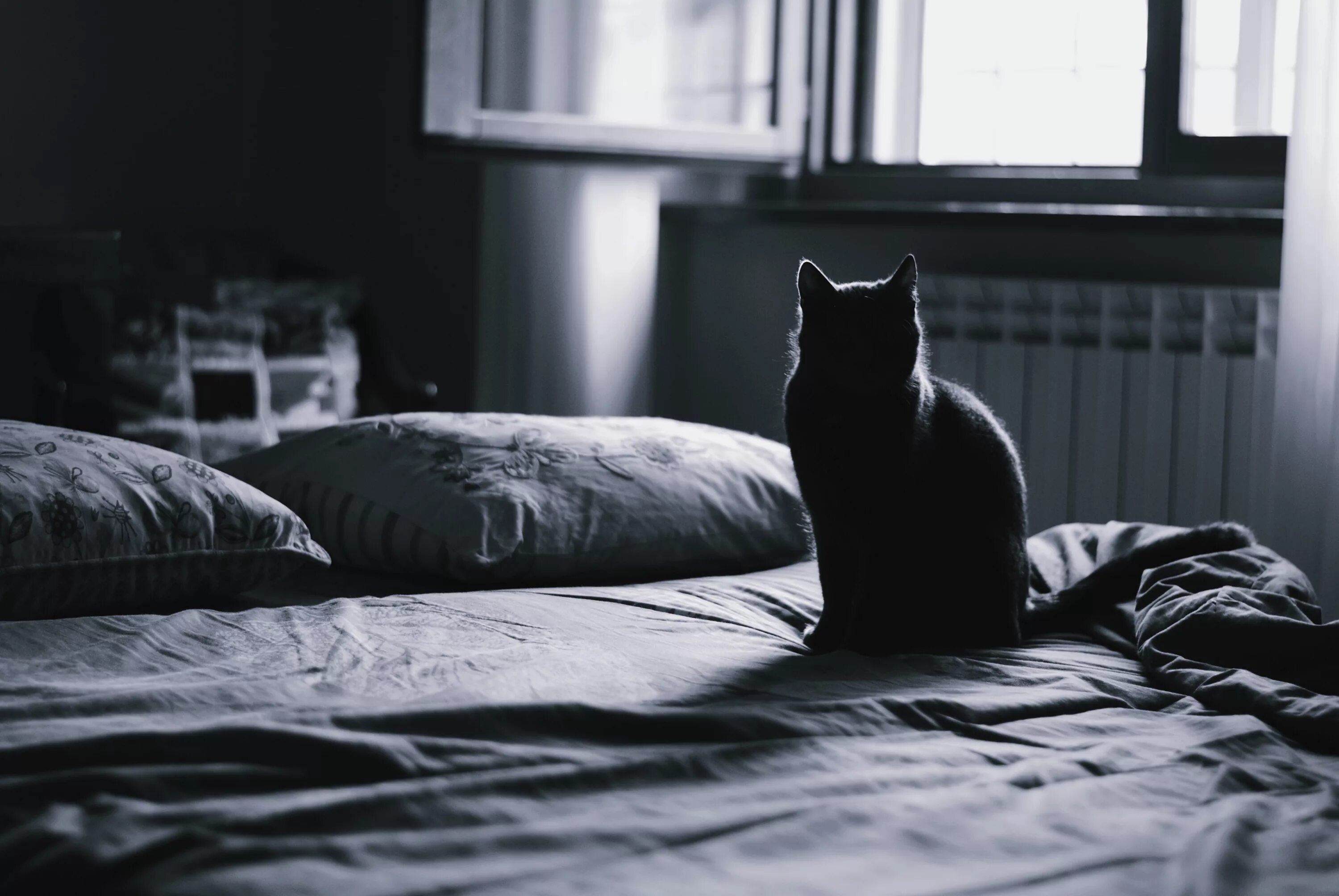 Ночью сижу на кровати. Одинокий кот. Кот ночью. Одиночество кот. Кровать для кошки.