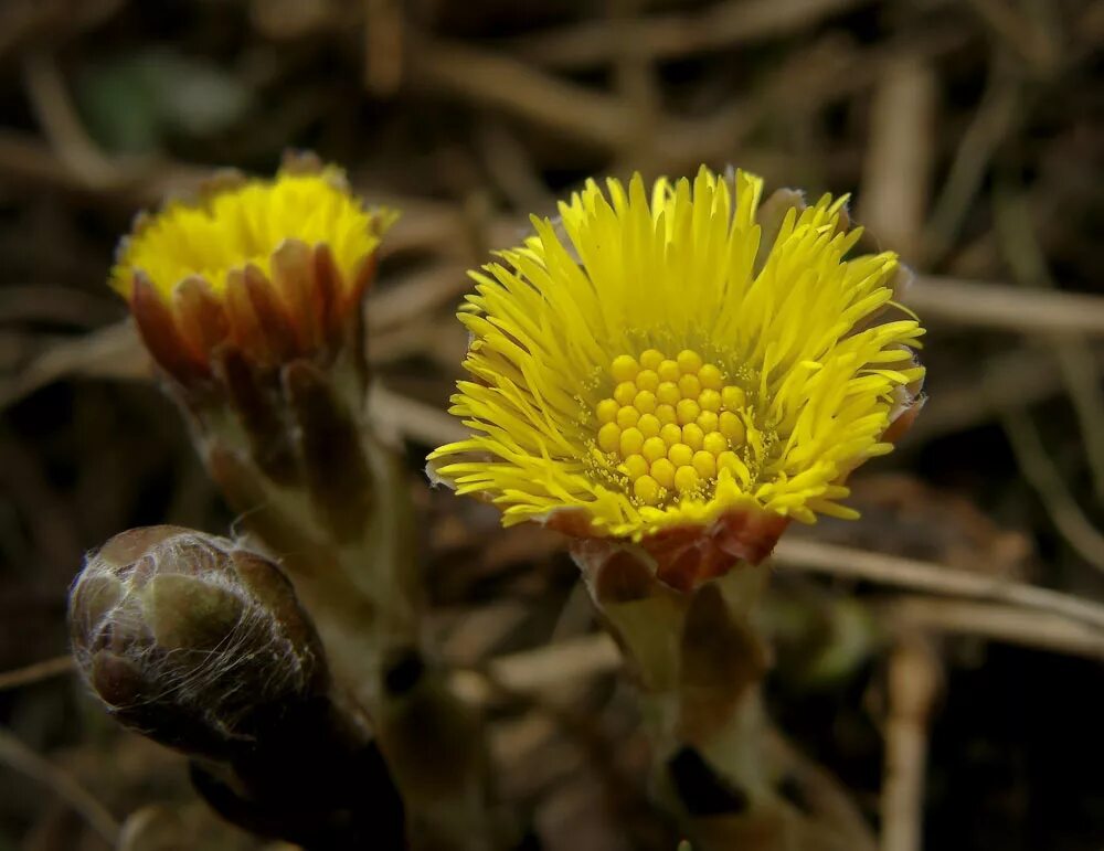 матьимачеха трава. мачеха цветок. весенние цветы мать и мачеха. мать и мачеха цветок. мать-и-мачеха сорные растения.