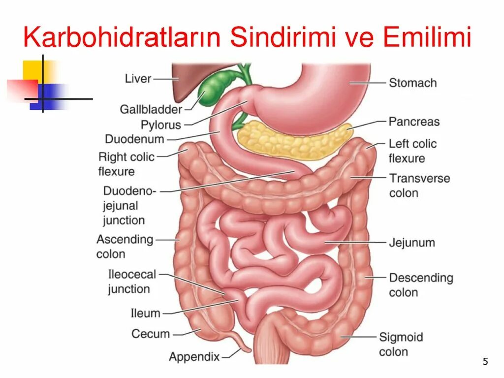 Система ЖКТ человека схема. Строение желудка и тонкого кишечника. Анатомия пищеварительного тракта человека. Пищеварительная система кишечник анатомия.