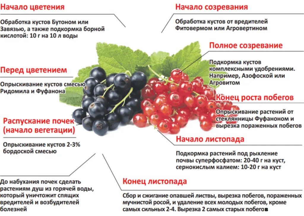 Чем можно обработать смородину в апреле